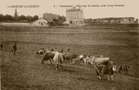 Pâturage de Vache, prés Long-Vernoux