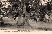 Le Gros Chêne