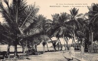 Les cocotiers de la Plage