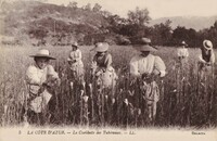 Cueilleuses des Tubéreuses