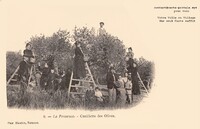 Cueillette des Olives