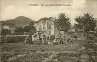 La Cueillette des Fraises