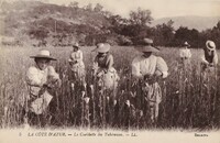 La Cueillette des Tubéreuses 