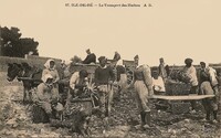 Transport des Huitres