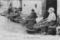 Triage de la Prune