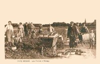 Woippy - Les Fraises à Woippy