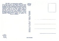 Langoustines Grillées.