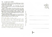 Aile de raie aux câpres.