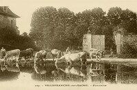 Foncraine