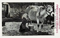 La Vache Blanche