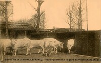 Bœufs de la Carnine