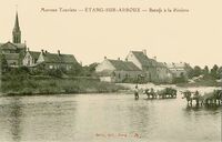 Bœufs à la Rivière