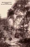 Neauphle-le-Château - Un Coin du Bois de Williers